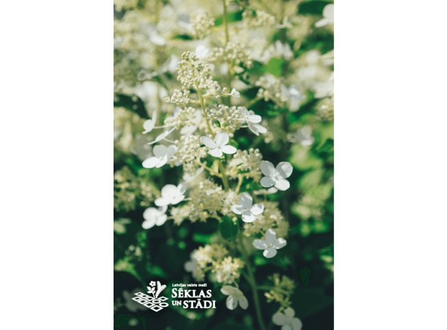 Hydrangea paniculata   'Kyushu'